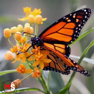 فوکوس کشی در تصویر برداری و فیلم برداری